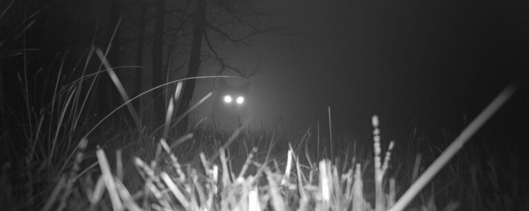 Schwarz-weißes Wildkamera-Foto eines nächtlichen Waldstücks; im Vordergrund Gräser, im Hintergrund ein schemenhaftes Tier mit leuchtenden Augen im Nebel.