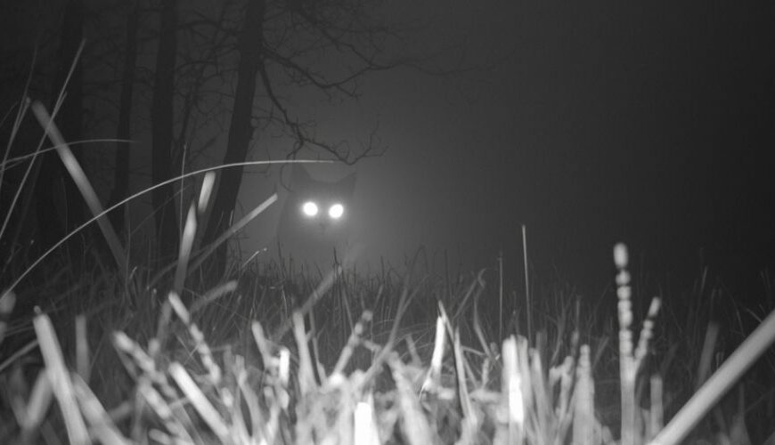 Schwarz-weißes Wildkamera-Foto eines nächtlichen Waldstücks; im Vordergrund Gräser, im Hintergrund ein schemenhaftes Tier mit leuchtenden Augen im Nebel.