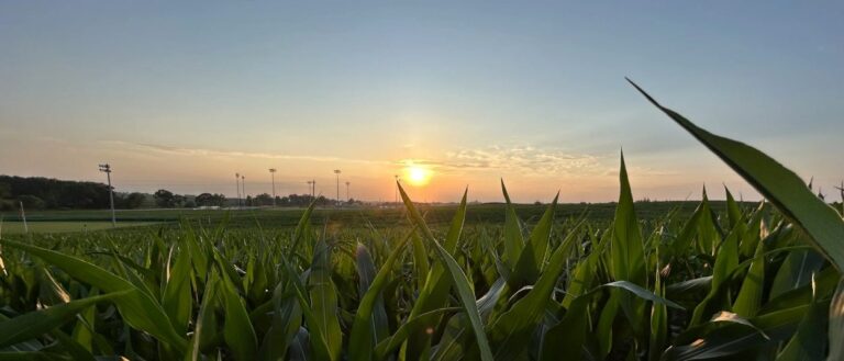 Hohe grüne Maispflanzen stehen im Abendlicht vor einem weiten Feld; am Horizont sind Flutlichtmasten und Gebäude des Baseballgeländes zu erkennen.