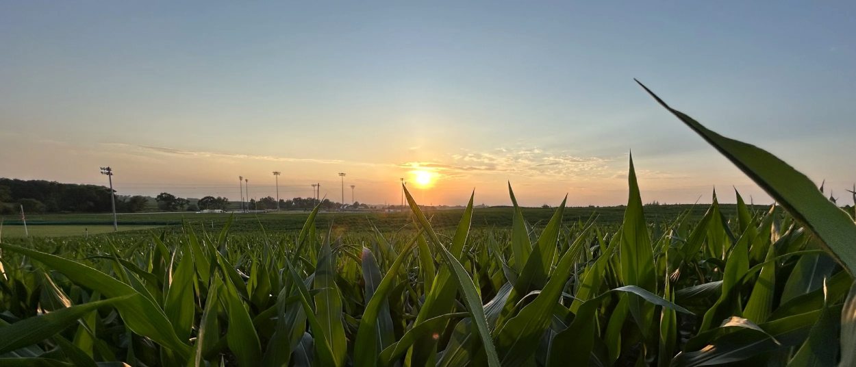 Hohe grüne Maispflanzen stehen im Abendlicht vor einem weiten Feld; am Horizont sind Flutlichtmasten und Gebäude des Baseballgeländes zu erkennen.