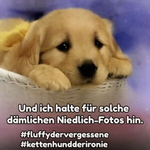 Golden Retriever-Welpe in einem weißen Korb vor lila Hintergrund mit sarkastischem Meme-Text über seine blutrünstige Ahnenlinie und den Zwang zu Niedlichkeitsfotos.